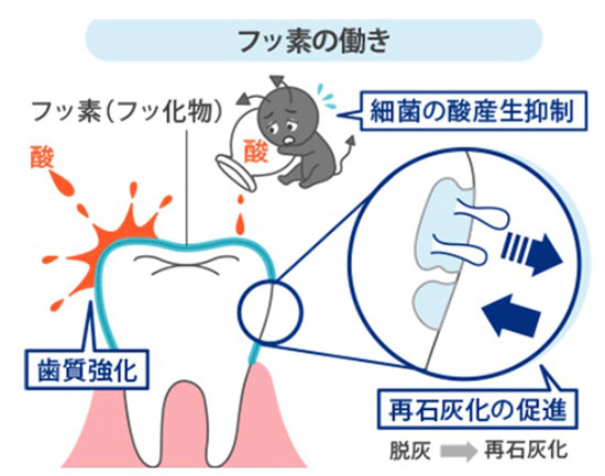 フッ素の働き